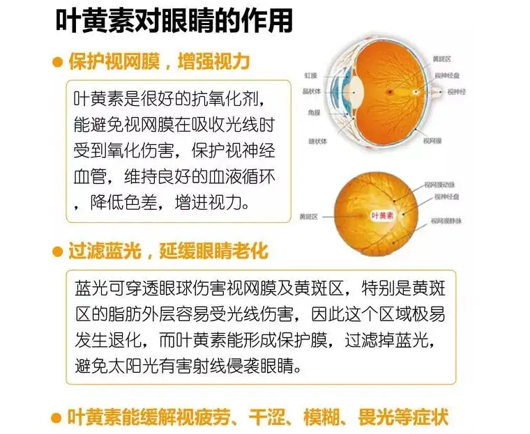 葉黃素的功效