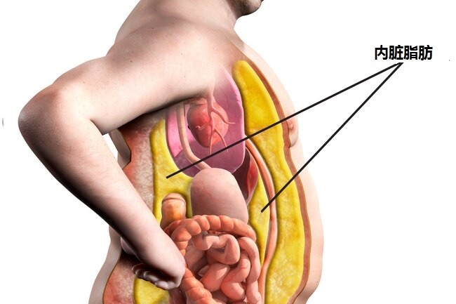 內(nèi)臟脂肪對身體健康有哪些危害