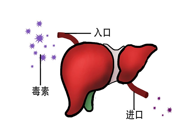 王濤博士營養(yǎng)調(diào)理可增強(qiáng)肝臟的代謝