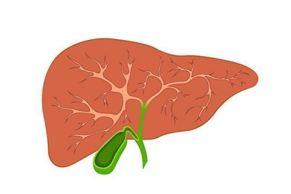 肝臟，作為人體最大的內(nèi)臟器官，不僅是解毒與代謝的中心，更是脂肪代謝的關(guān)鍵場所